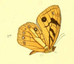 Image of Rhaphicera satricus Doubleday (1849)