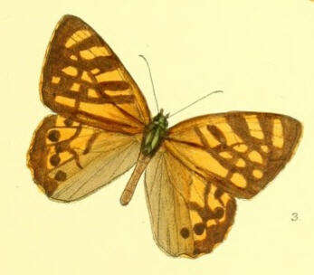 Image of Rhaphicera moorei Butler 1867