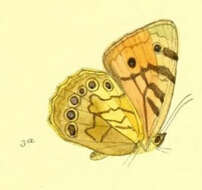 Image of Rhaphicera moorei Butler 1867