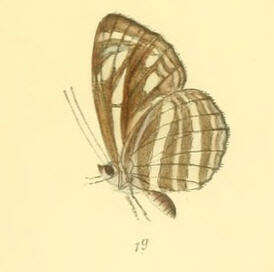 Image of Neptis nata Moore 1857