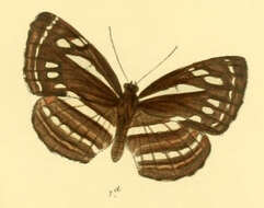 Image of Neptis nata Moore 1857