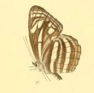 Image of Neptis nata Moore 1857