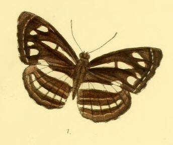 Image of Neptis nata Moore 1857