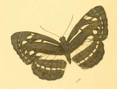 Image of Neptis nata Moore 1857