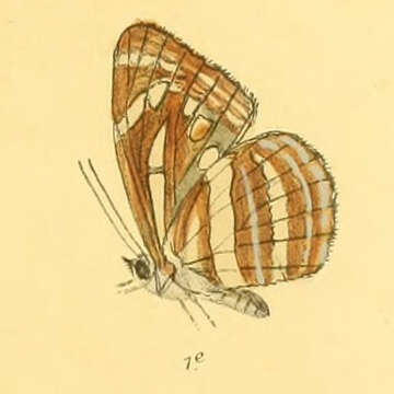 Image of Neptis nata Moore 1857