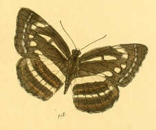 Image of Neptis nata Moore 1857