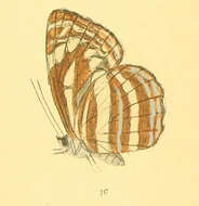 Image of Neptis nata Moore 1857