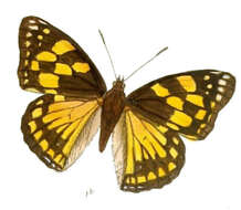 Image of Sephisa dichroa Kollar 1844