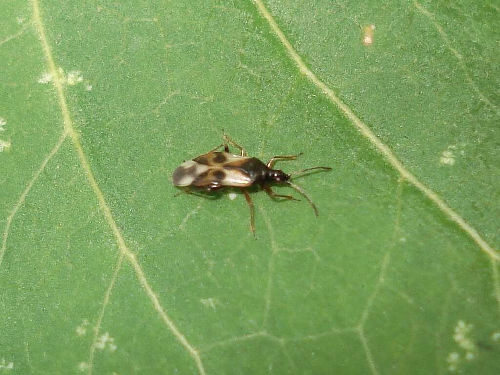 Image of Common flowerbug