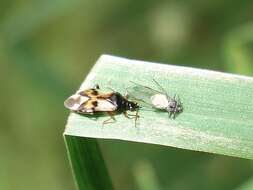 Image of Common flowerbug