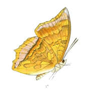 Imagem de Charaxes aristogiton Felder & Felder 1866