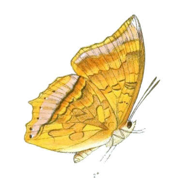 Imagem de Charaxes aristogiton Felder & Felder 1866