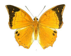 Imagem de Charaxes aristogiton Felder & Felder 1866