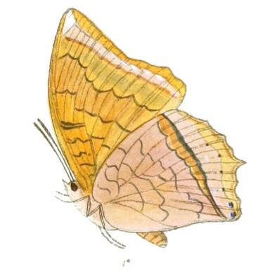 Imagem de Charaxes aristogiton Felder & Felder 1866