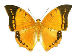 Imagem de Charaxes aristogiton Felder & Felder 1866