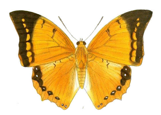 Image of Charaxes aristogiton Felder & Felder 1866