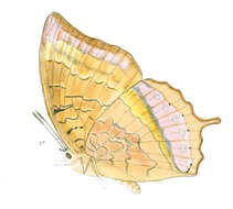 صورة Charaxes aristogiton Felder & Felder 1866