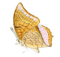 Image of Charaxes aristogiton Felder & Felder 1866