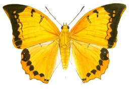 Imagem de Charaxes aristogiton Felder & Felder 1866