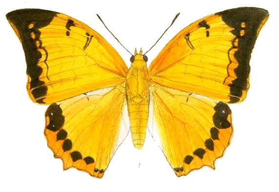 Imagem de Charaxes aristogiton Felder & Felder 1866