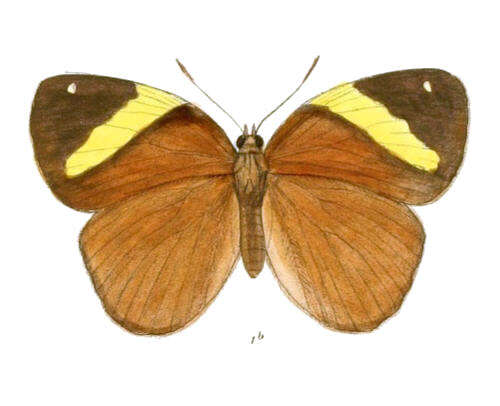 Image of Xanthotaenia