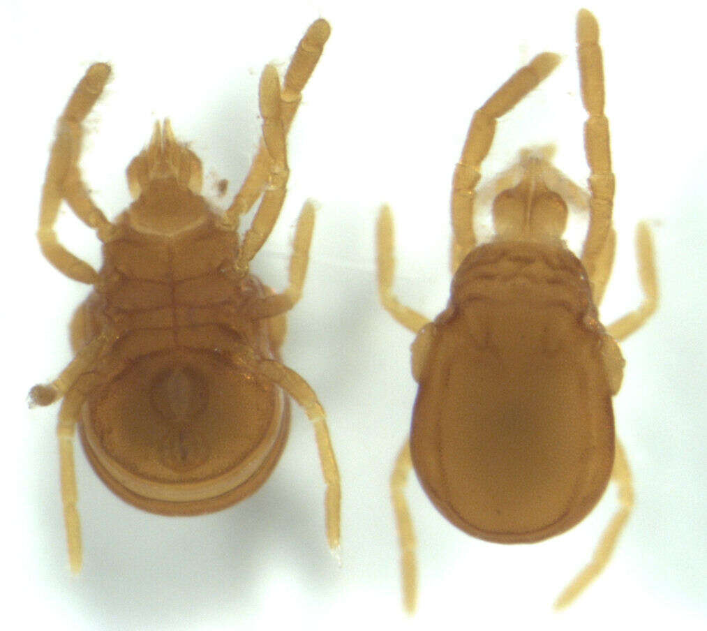 Image of Labidostommatoidea