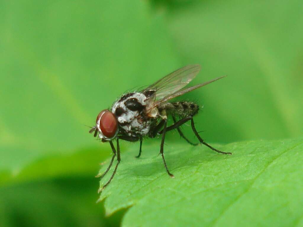 Image of Anthomyia pluvialis (Linnaeus 1758)