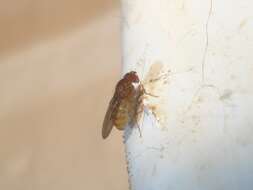 Image of Pomace fly