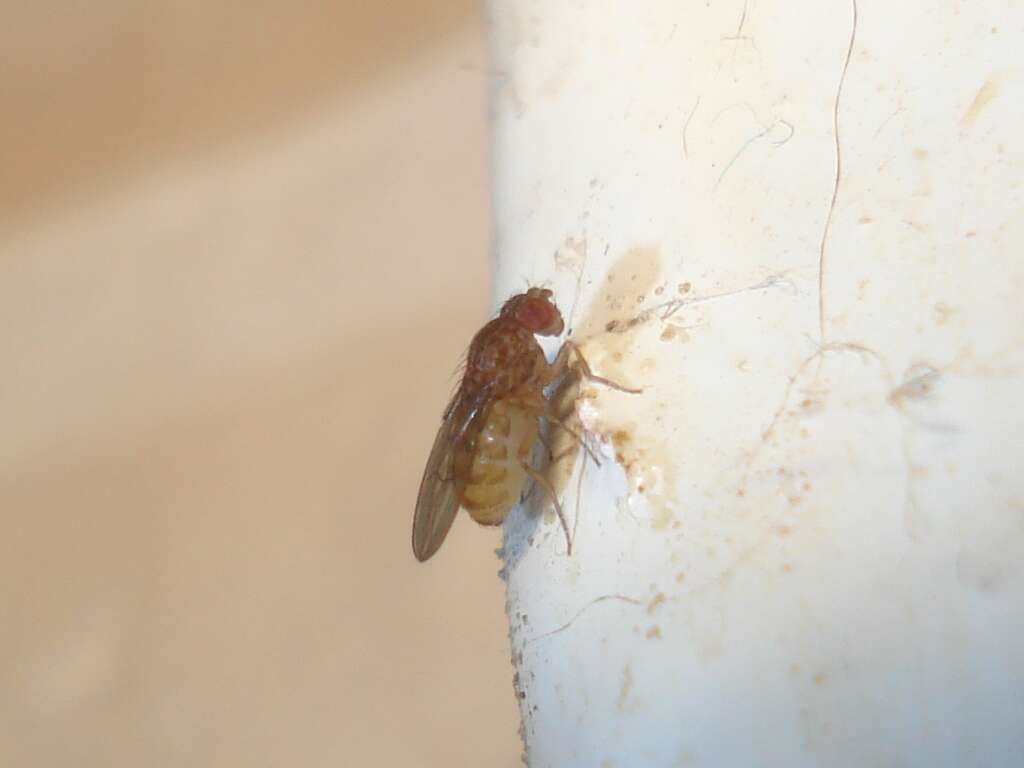 Image of Pomace fly