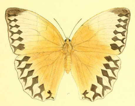 Image of Stichophthalma louisa Wood-Mason 1877