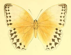 Image of Stichophthalma louisa Wood-Mason 1877