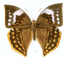 Image of Enispe cycnus Westwood 1851