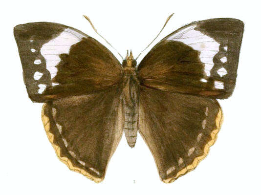 Image of Enispe cycnus Westwood 1851