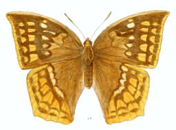 Imagem de Discophora sondaica Boisduval 1836