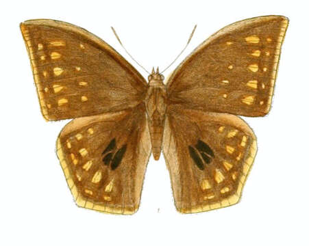 Слика од Discophora sondaica Boisduval 1836