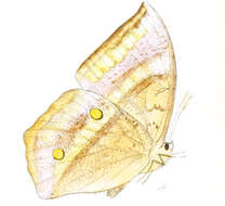 Imagem de Discophora sondaica Boisduval 1836