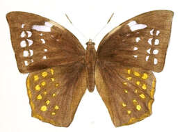 Imagem de Discophora sondaica Boisduval 1836