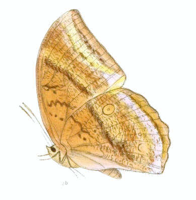 Imagem de Discophora sondaica Boisduval 1836