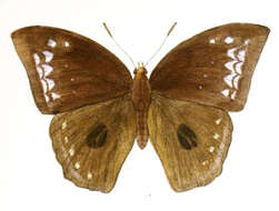 Слика од Discophora sondaica Boisduval 1836