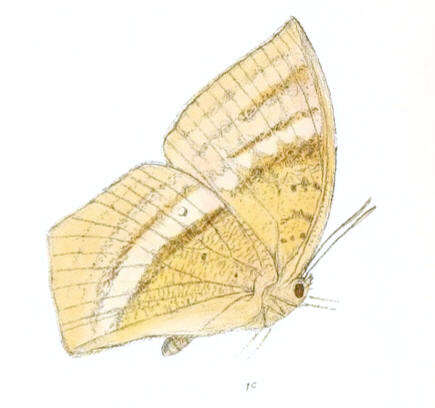 Слика од Discophora sondaica Boisduval 1836