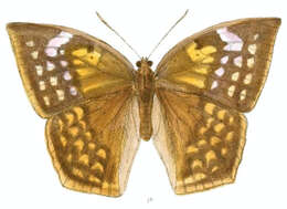 Imagem de Discophora sondaica Boisduval 1836