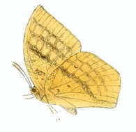 Слика од Discophora sondaica Boisduval 1836