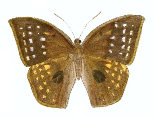 Imagem de Discophora sondaica Boisduval 1836