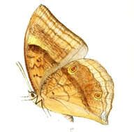 Image of Discophora timora