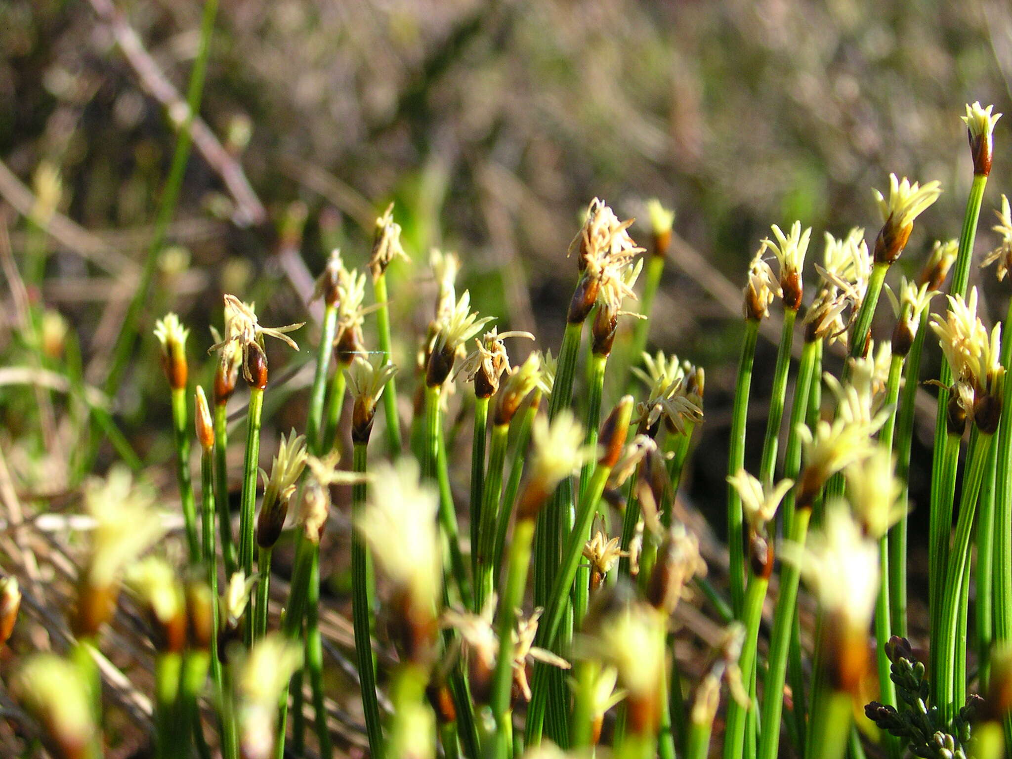 Image of Deergrass