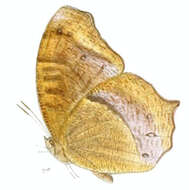 Image of Cyllogenes janetae de Nicéville 1887