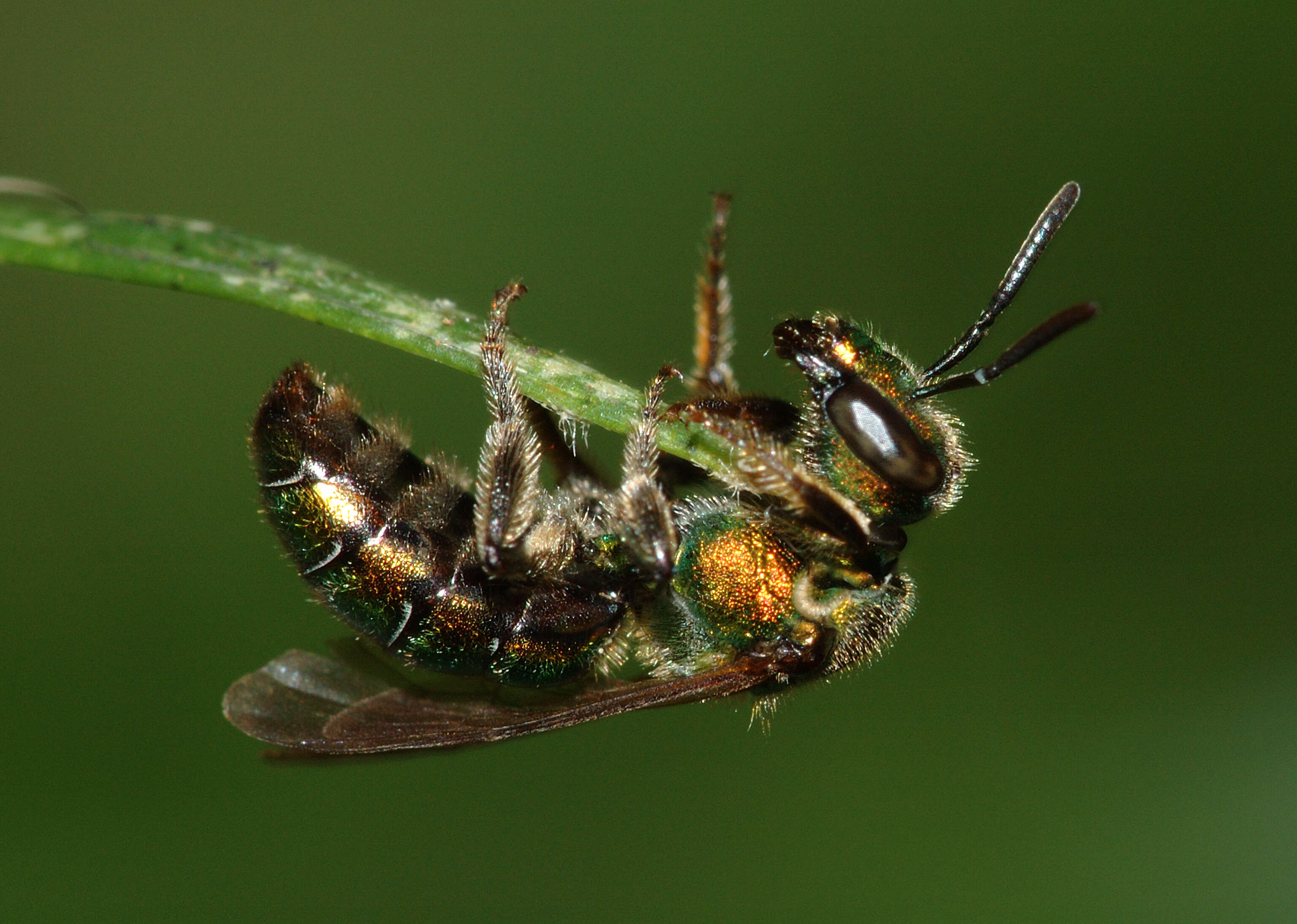 Image of Bicolored Agapostemon