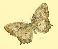 Image of Elymnias nesaea Linnaeus 1758