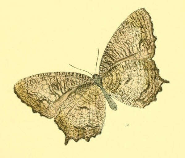 Imagem de Elymnias nesaea Linnaeus 1758