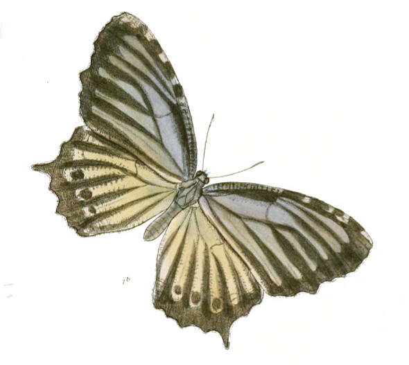 Imagem de Elymnias nesaea Linnaeus 1758